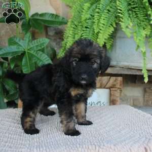 Lynda, Mini Whoodle Puppy