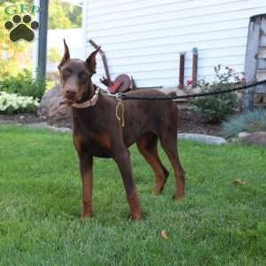 Tina, Doberman Pinscher Puppy