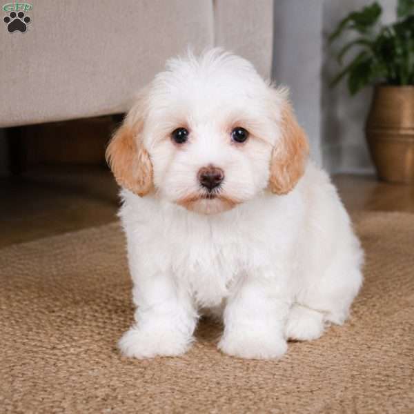 Daisy, Maltipoo Puppy
