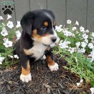 Willow, Greater Swiss Mountain Dog Puppy