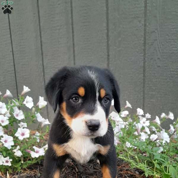Willow, Greater Swiss Mountain Dog Puppy