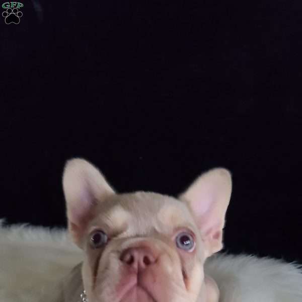 Anastasia, French Bulldog Puppy