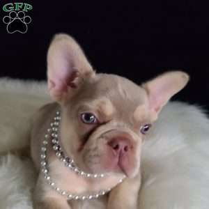 Anastasia, French Bulldog Puppy