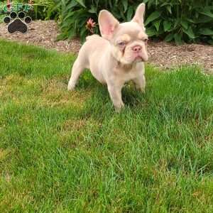 Anastasia, French Bulldog Puppy