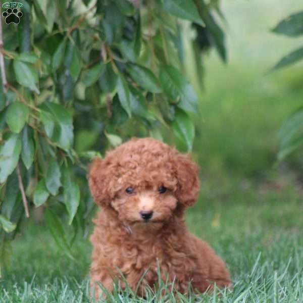 Rudy, Toy Poodle Puppy