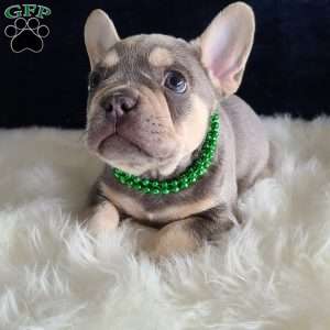 Ayden, French Bulldog Puppy