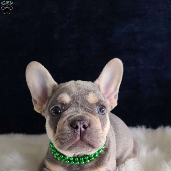 Ayden, French Bulldog Puppy