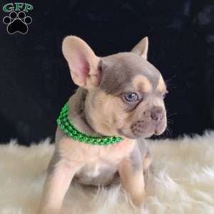 Arch, French Bulldog Puppy