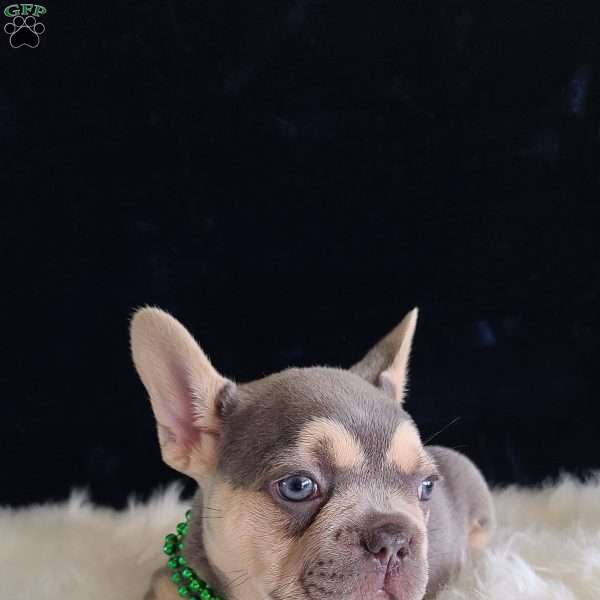 Arch, French Bulldog Puppy
