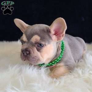 Arch, French Bulldog Puppy