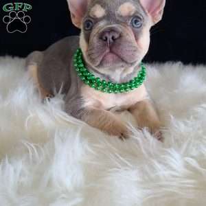 Andy, French Bulldog Puppy