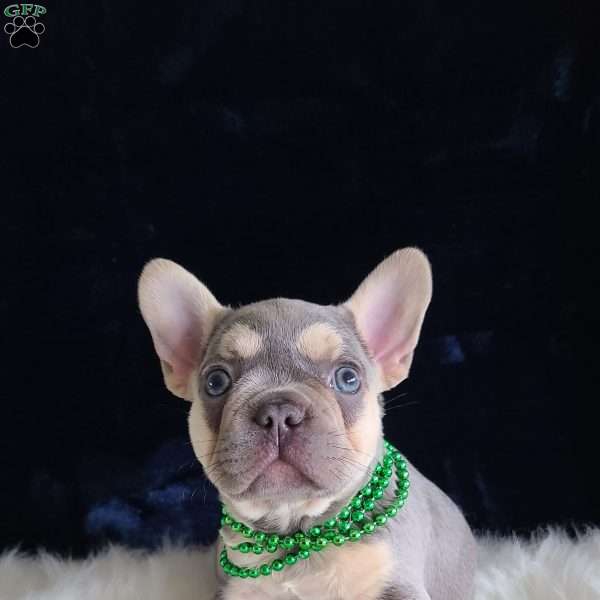 Andy, French Bulldog Puppy