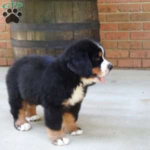 Buster, Bernese Mountain Dog Puppy