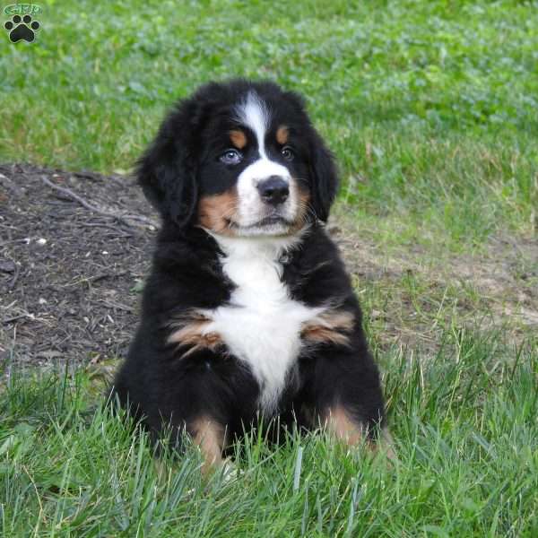 Teddy, Bernese Mountain Dog Puppy