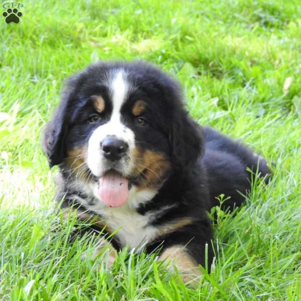 Buster, Bernese Mountain Dog Puppy