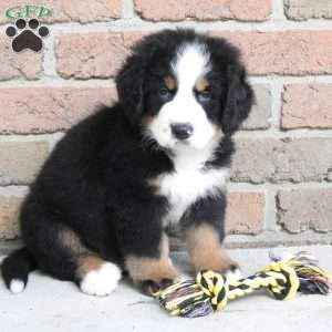 Max, Bernese Mountain Dog Puppy