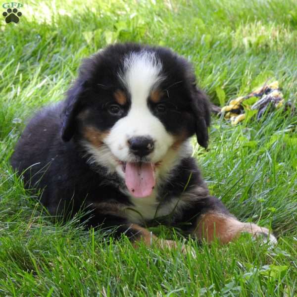 Max, Bernese Mountain Dog Puppy