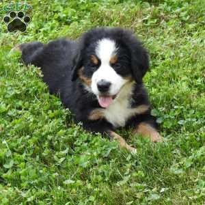 Titus, Bernese Mountain Dog Puppy