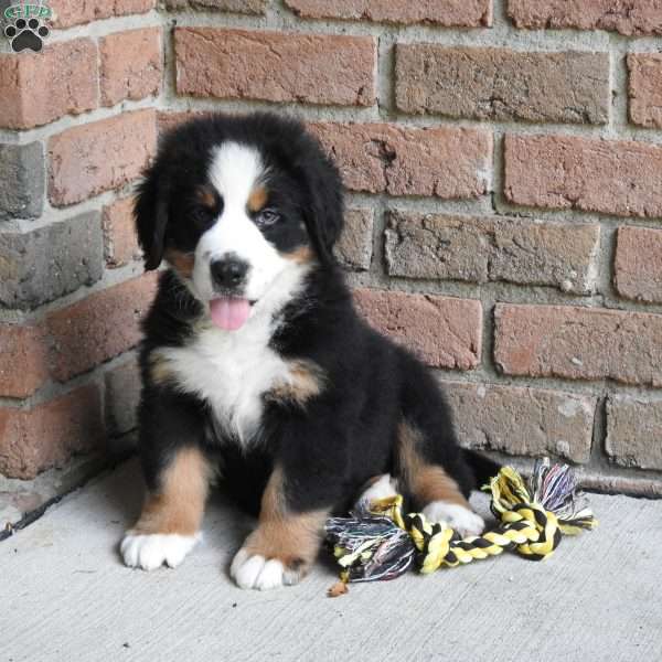 Titus, Bernese Mountain Dog Puppy