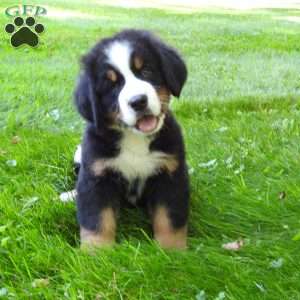 Bubba, Bernese Mountain Dog Puppy