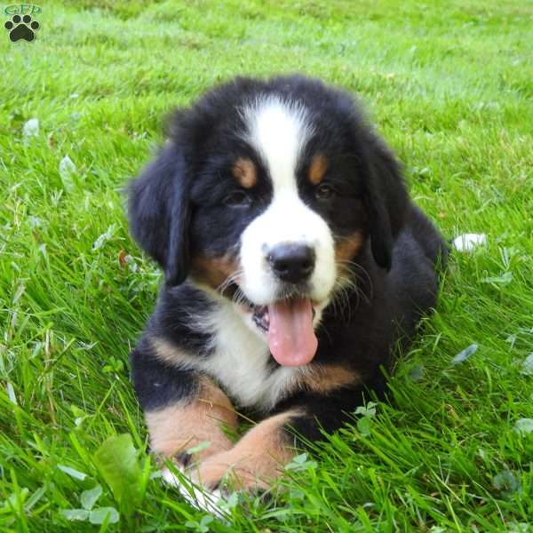 Bubba, Bernese Mountain Dog Puppy