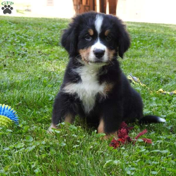 Arnold, Bernese Mountain Dog Puppy