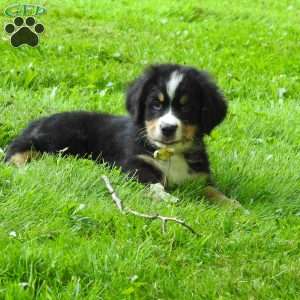 Arnold, Bernese Mountain Dog Puppy
