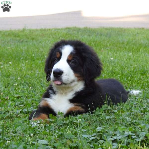 Max, Bernese Mountain Dog Puppy