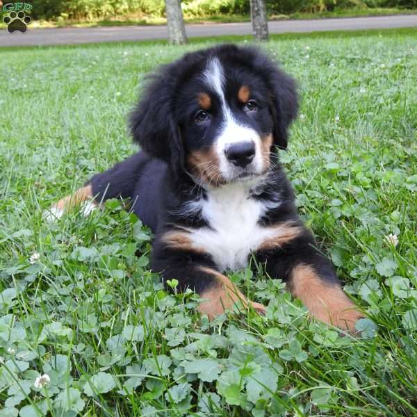 Arnold, Bernese Mountain Dog Puppy