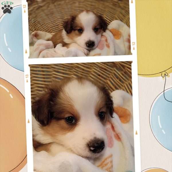Little Boy Blue, English Shepherd Puppy