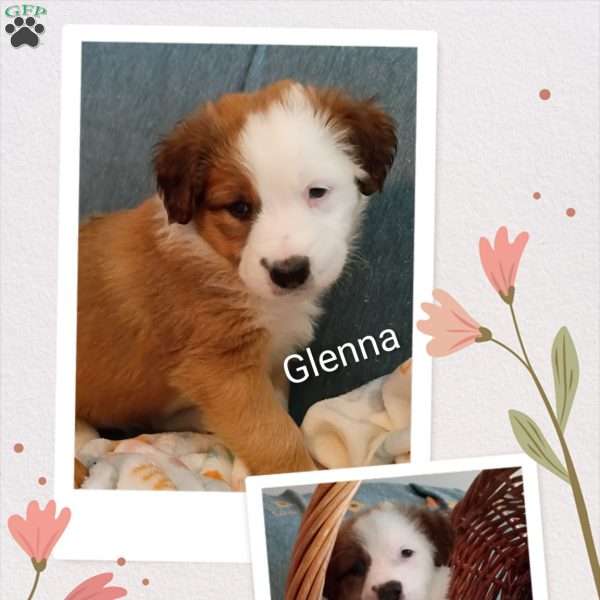 Glenna, English Shepherd Puppy