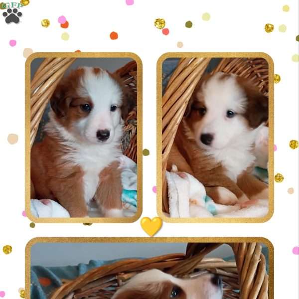 Gabriella, English Shepherd Puppy