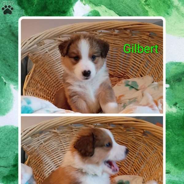 Gilbert, English Shepherd Puppy