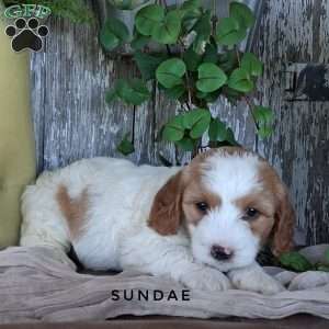 Sundae, Cavapoo Puppy