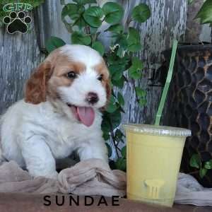 Sundae, Cavapoo Puppy