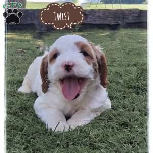 Twist, Cavapoo Puppy