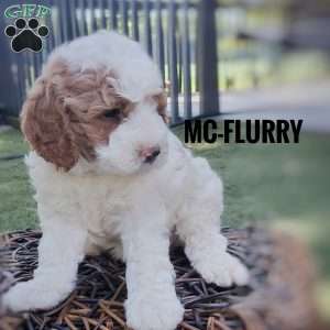 McFlurry, Cavapoo Puppy