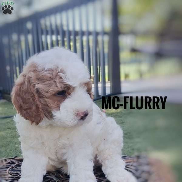 McFlurry, Cavapoo Puppy