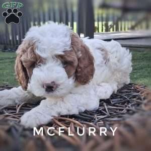 McFlurry, Cavapoo Puppy