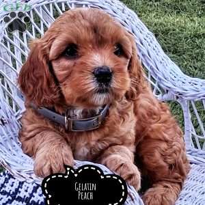 Gelatin Peach, Cavapoo Puppy