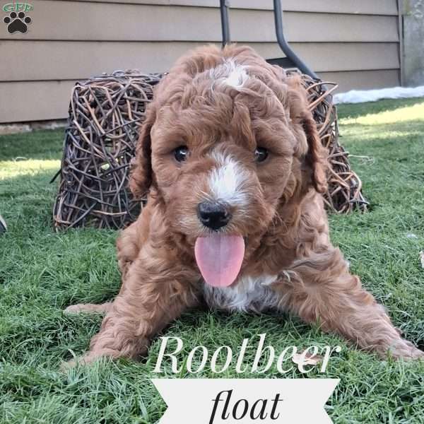 Rootbeer Float, Cavapoo Puppy