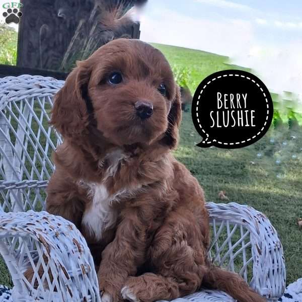 Berry Slushie, Cavapoo Puppy