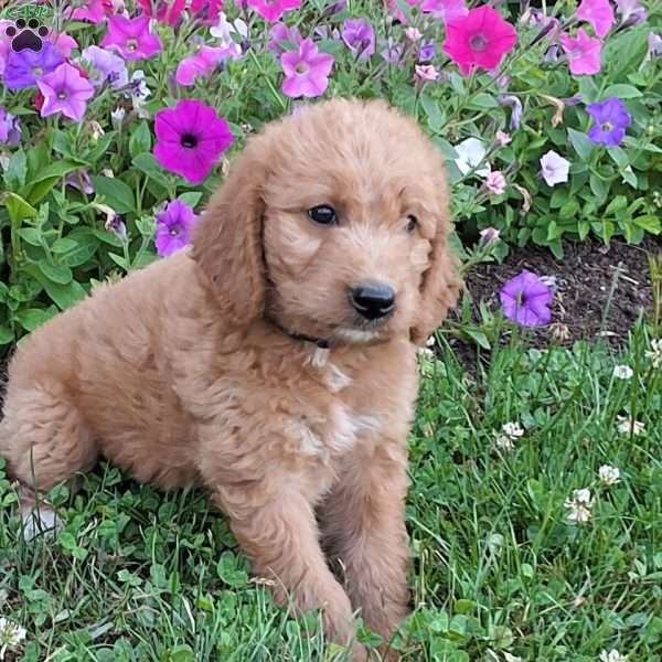 Sudsy, Labradoodle Puppy