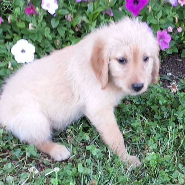 Taffy, Labradoodle Puppy