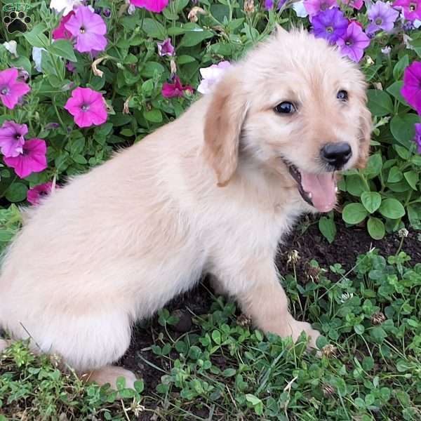 Russle, Labradoodle Puppy