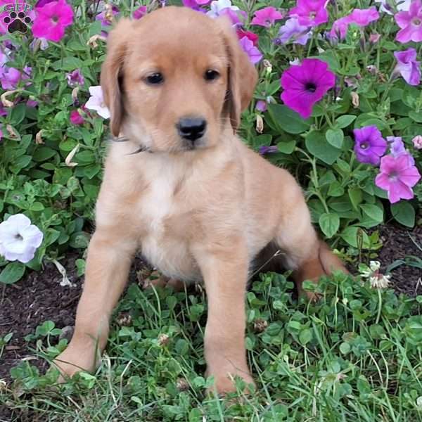 Tootsie, Labradoodle Puppy