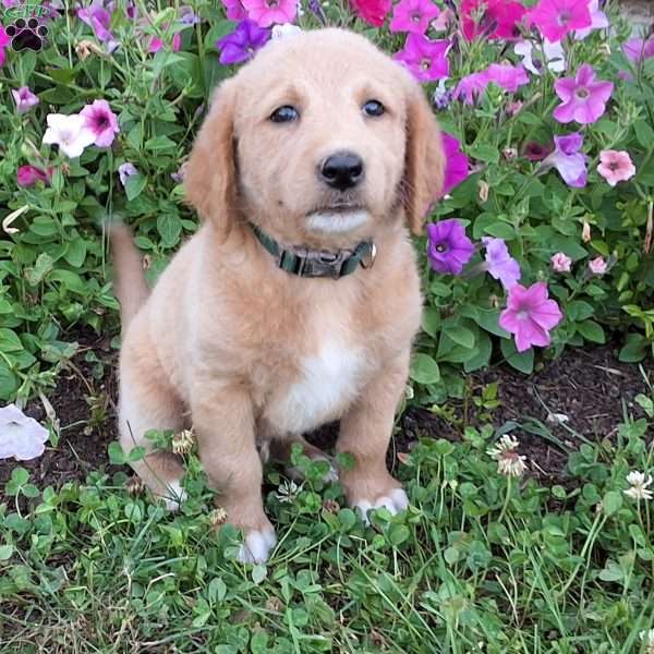 Sandy, Labradoodle Puppy