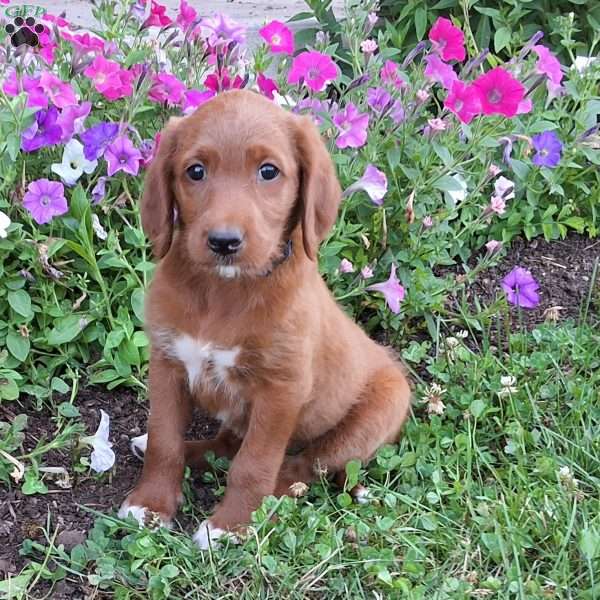 Root beer, Labradoodle Puppy