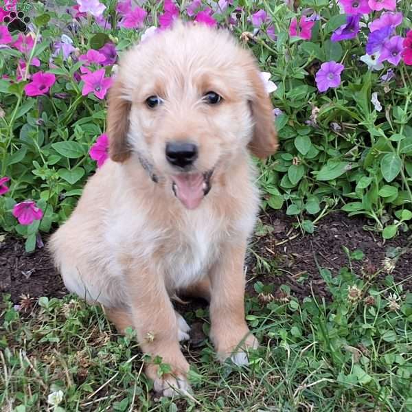 Jackie, Labradoodle Puppy