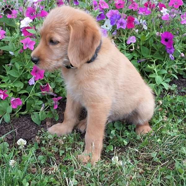 Frisky, Labradoodle Puppy
